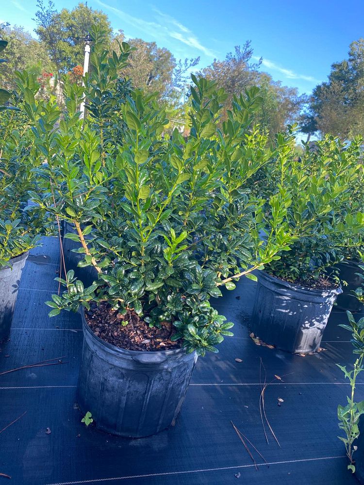 ilex-cornuta-burfordii-nana-chinese-holly-dwarf-burford-holly