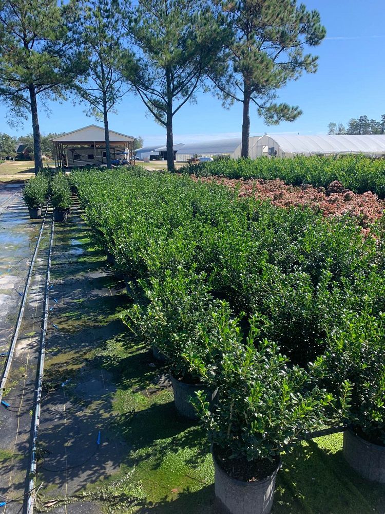 ilex-cornuta-burfordii-nana-chinese-holly-dwarf-burford-holly