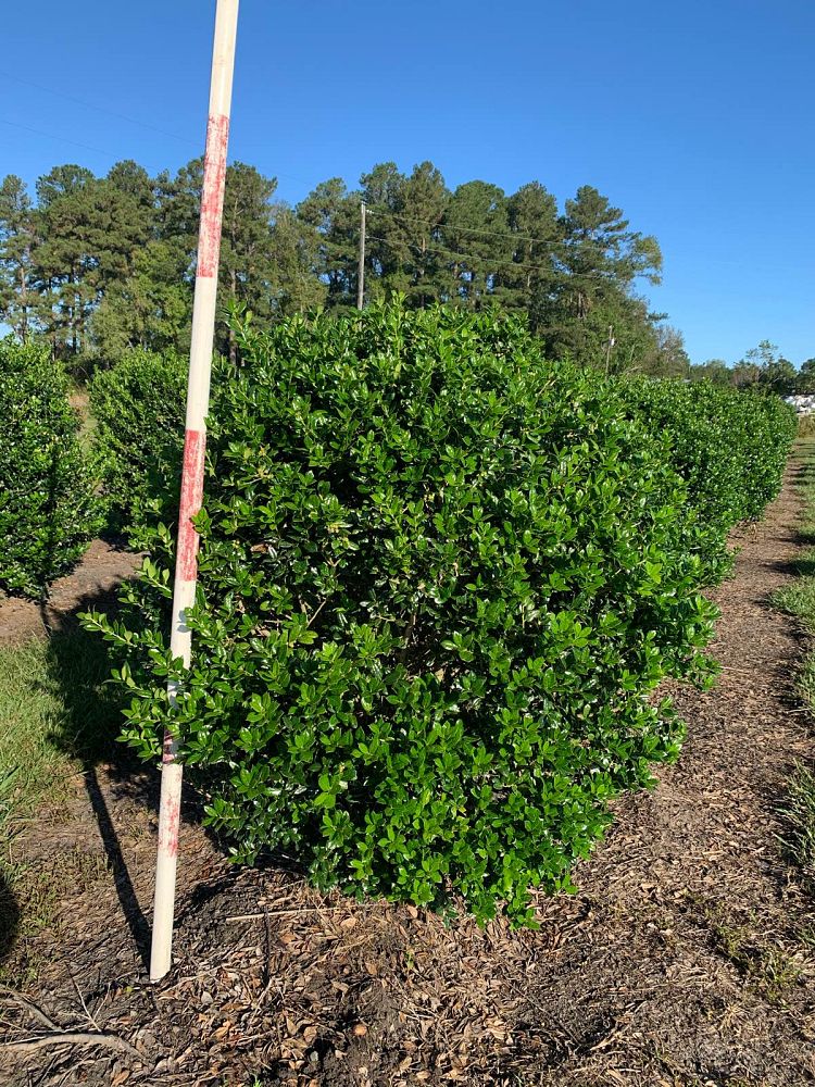 ilex-cornuta-burfordii-nana-chinese-holly-dwarf-burford-holly
