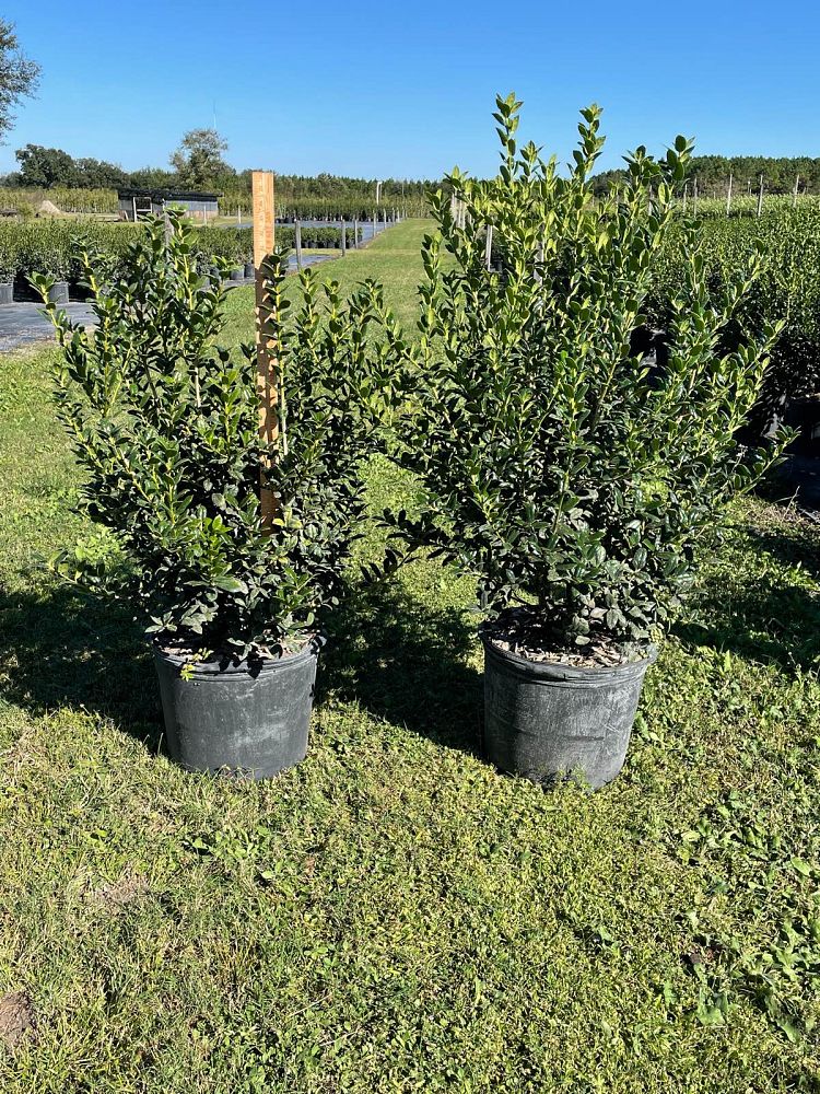 ilex-cornuta-burfordii-nana-chinese-holly-dwarf-burford-holly