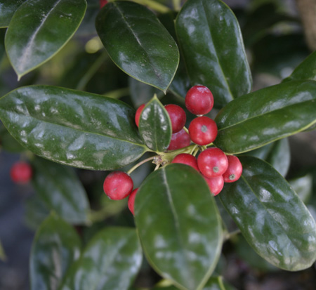 ilex-cornuta-burfordii-nana-chinese-holly-dwarf-burford-holly