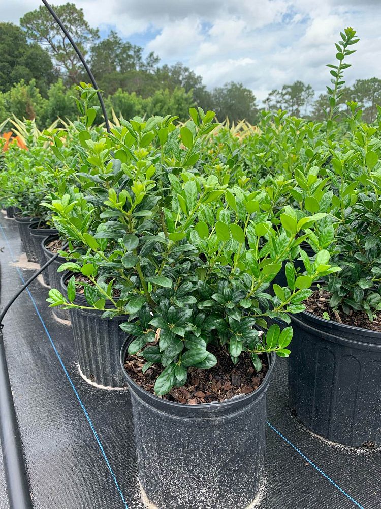 ilex-cornuta-burfordii-nana-chinese-holly-dwarf-burford-holly