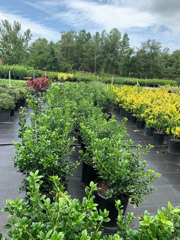 ilex-cornuta-burfordii-nana-chinese-holly-dwarf-burford-holly