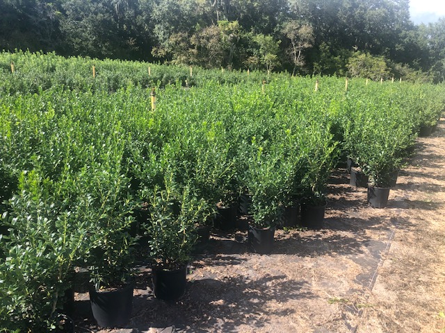 ilex-cornuta-burfordii-nana-chinese-holly-dwarf-burford-holly