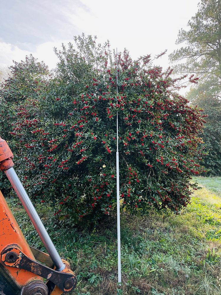ilex-cornuta-burfordii-nana-chinese-holly-dwarf-burford-holly