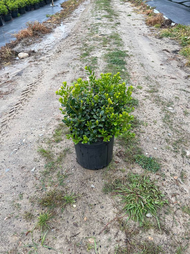 ilex-cornuta-burfordii-nana-chinese-holly-dwarf-burford-holly