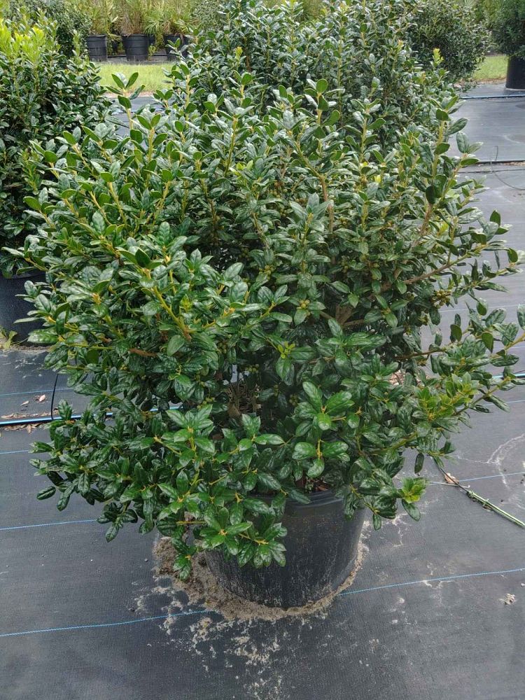 ilex-cornuta-burfordii-nana-chinese-holly-dwarf-burford-holly