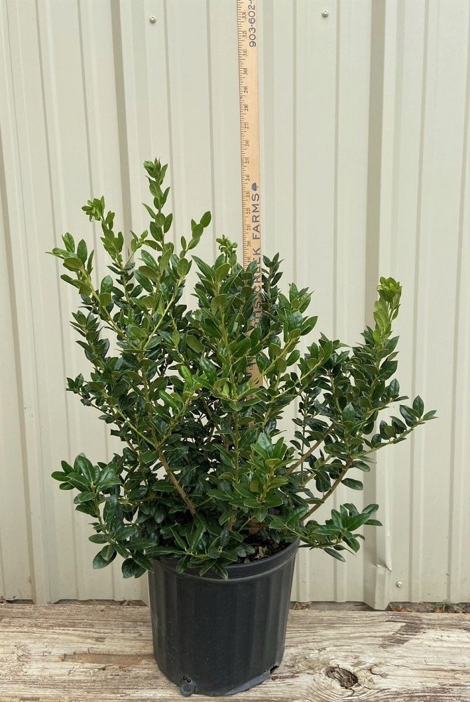 ilex-cornuta-burfordii-nana-chinese-holly-dwarf-burford-holly