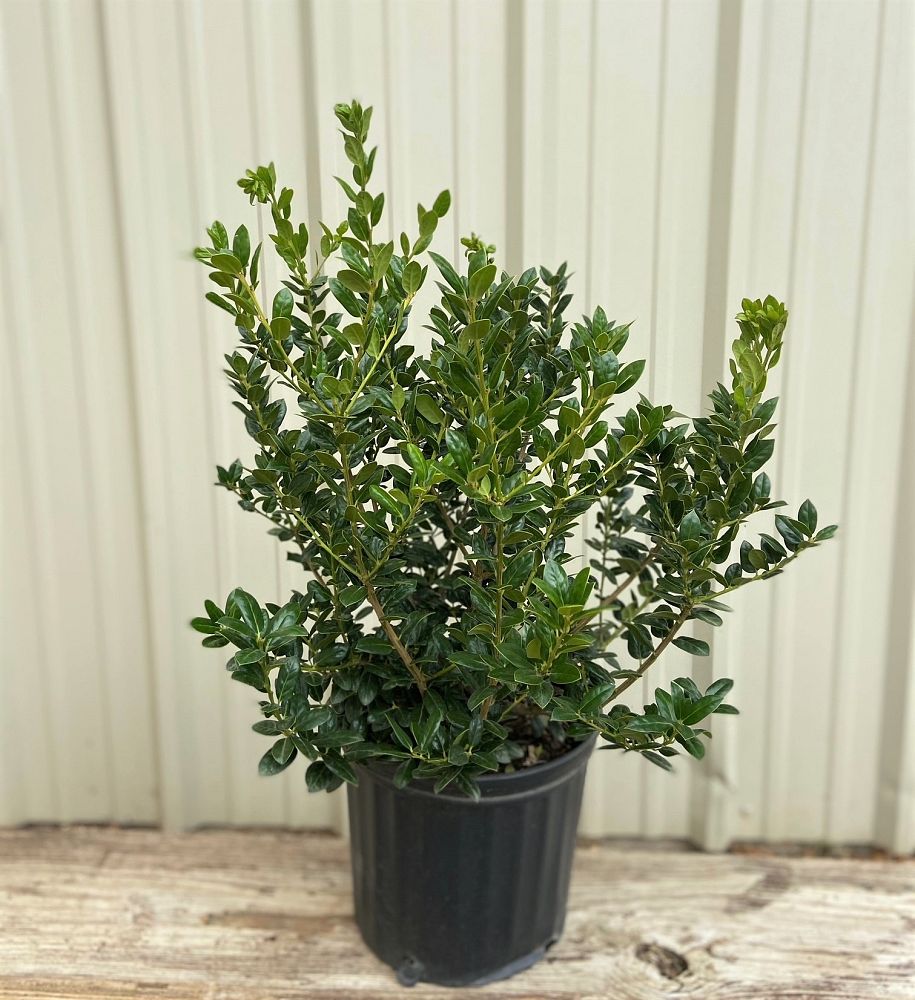 ilex-cornuta-burfordii-nana-chinese-holly-dwarf-burford-holly