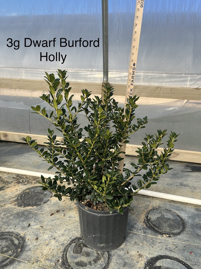ilex-cornuta-burfordii-nana-chinese-holly-dwarf-burford-holly