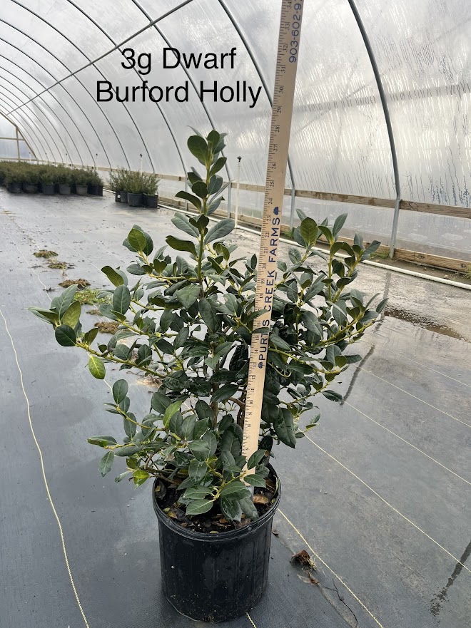 ilex-cornuta-burfordii-nana-chinese-holly-dwarf-burford-holly