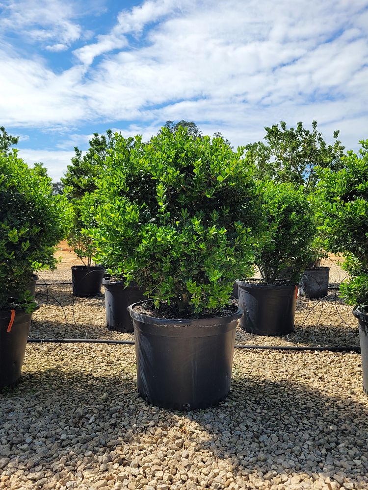 ilex-cornuta-burfordii-nana-chinese-holly-dwarf-burford-holly