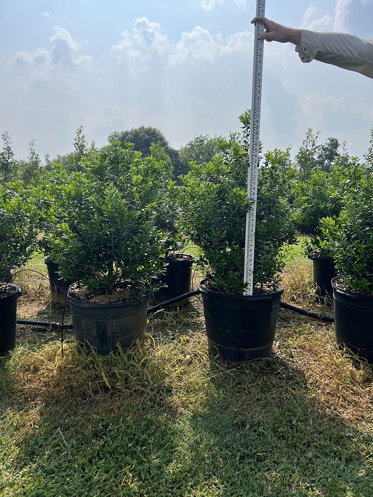 ilex-cornuta-burfordii-nana-chinese-holly-dwarf-burford-holly