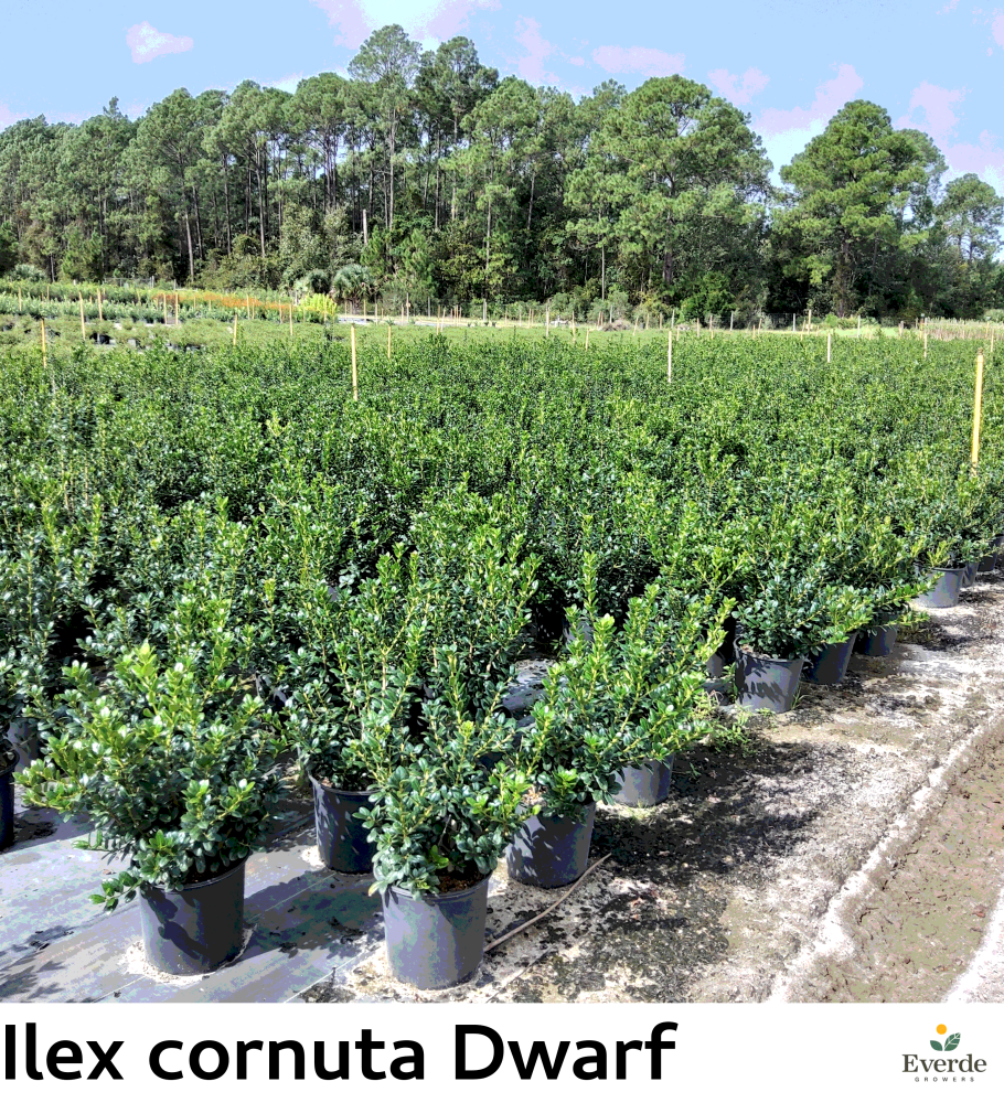 ilex-cornuta-burfordii-nana-chinese-holly-dwarf-burford-holly