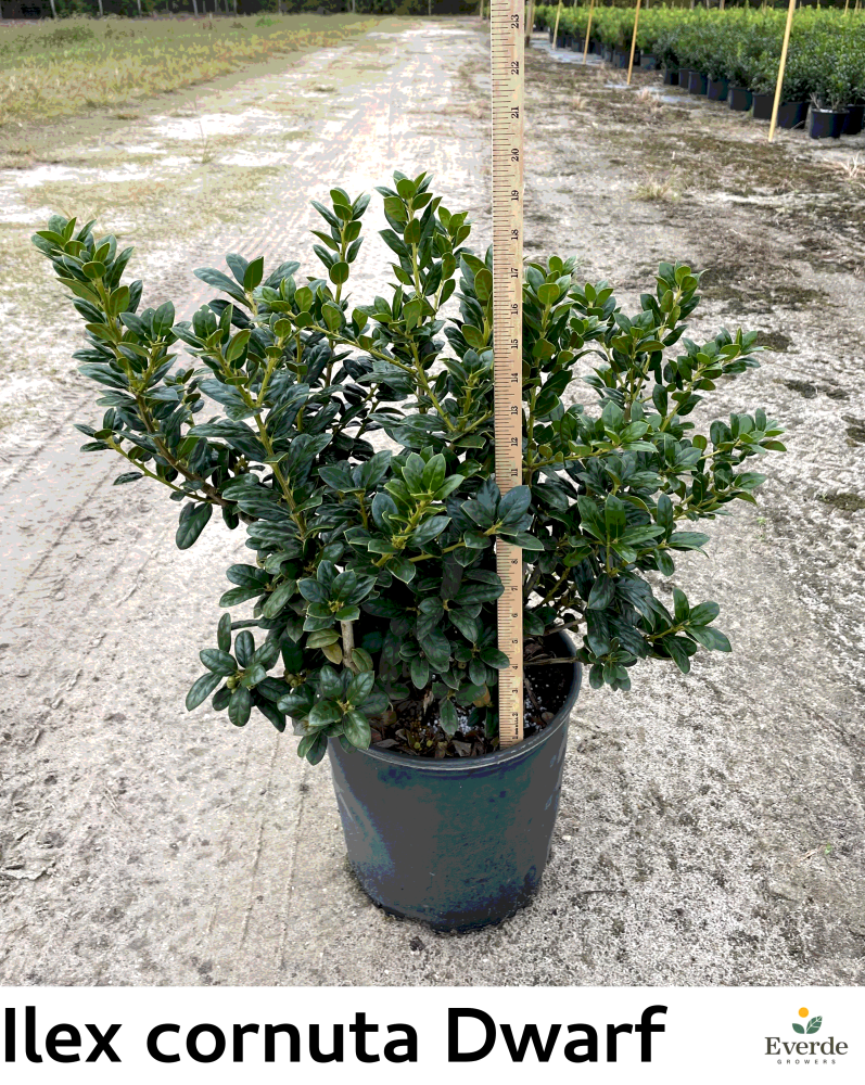 ilex-cornuta-burfordii-nana-chinese-holly-dwarf-burford-holly