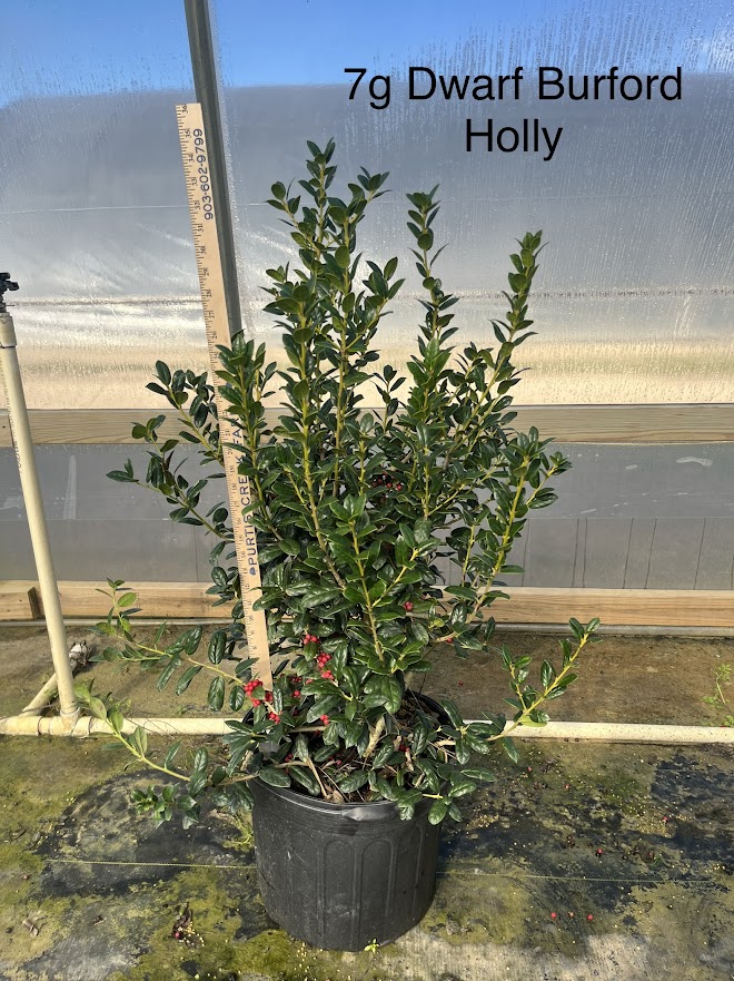 ilex-cornuta-burfordii-nana-chinese-holly-dwarf-burford-holly