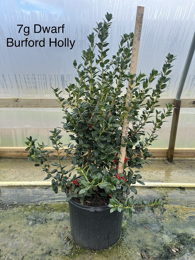 ilex-cornuta-burfordii-nana-chinese-holly-dwarf-burford-holly