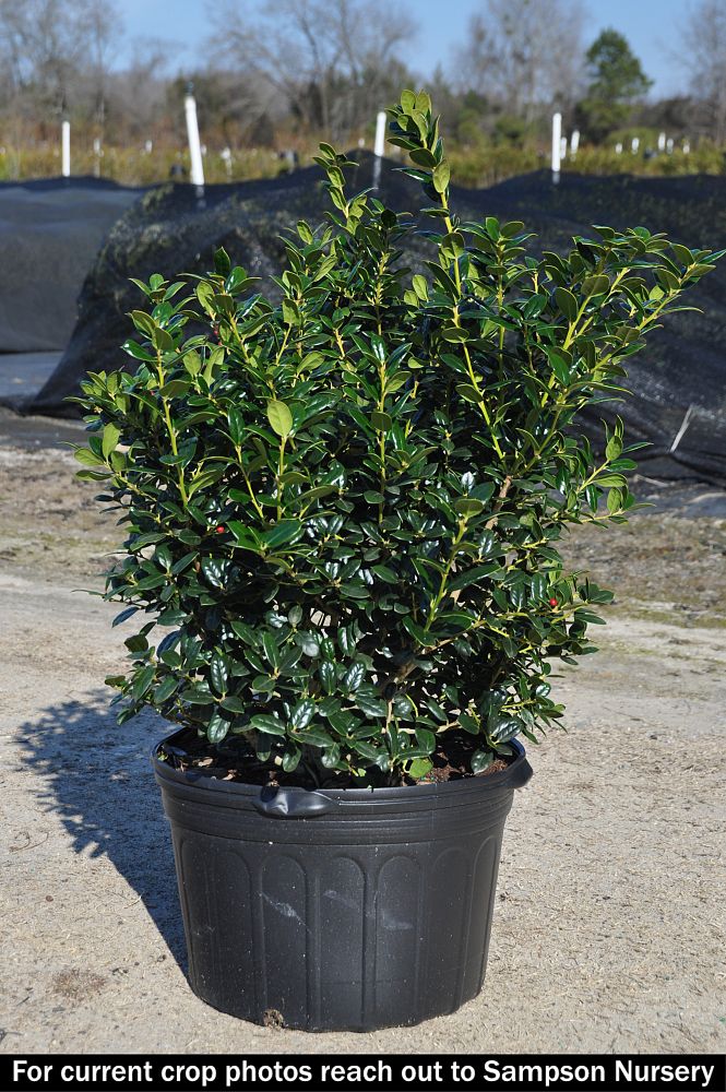 ilex-cornuta-burfordii-nana-chinese-holly-dwarf-burford-holly