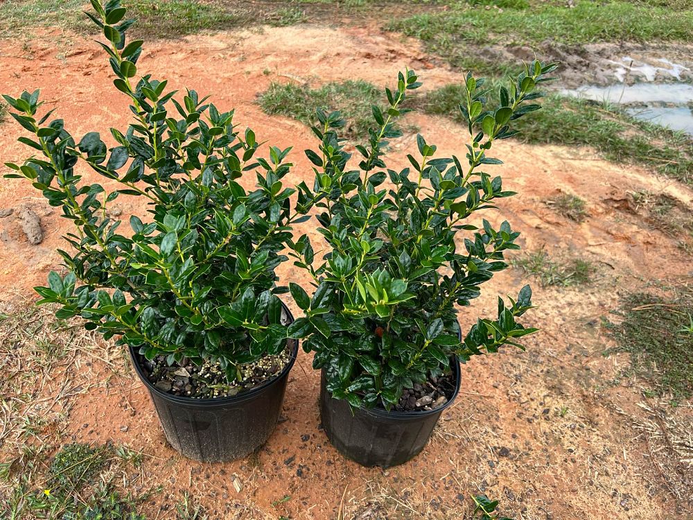 ilex-cornuta-burfordii-nana-chinese-holly-dwarf-burford-holly