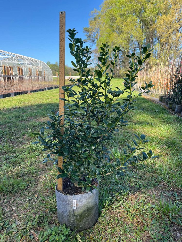 ilex-cornuta-burfordii-nana-chinese-holly-dwarf-burford-holly