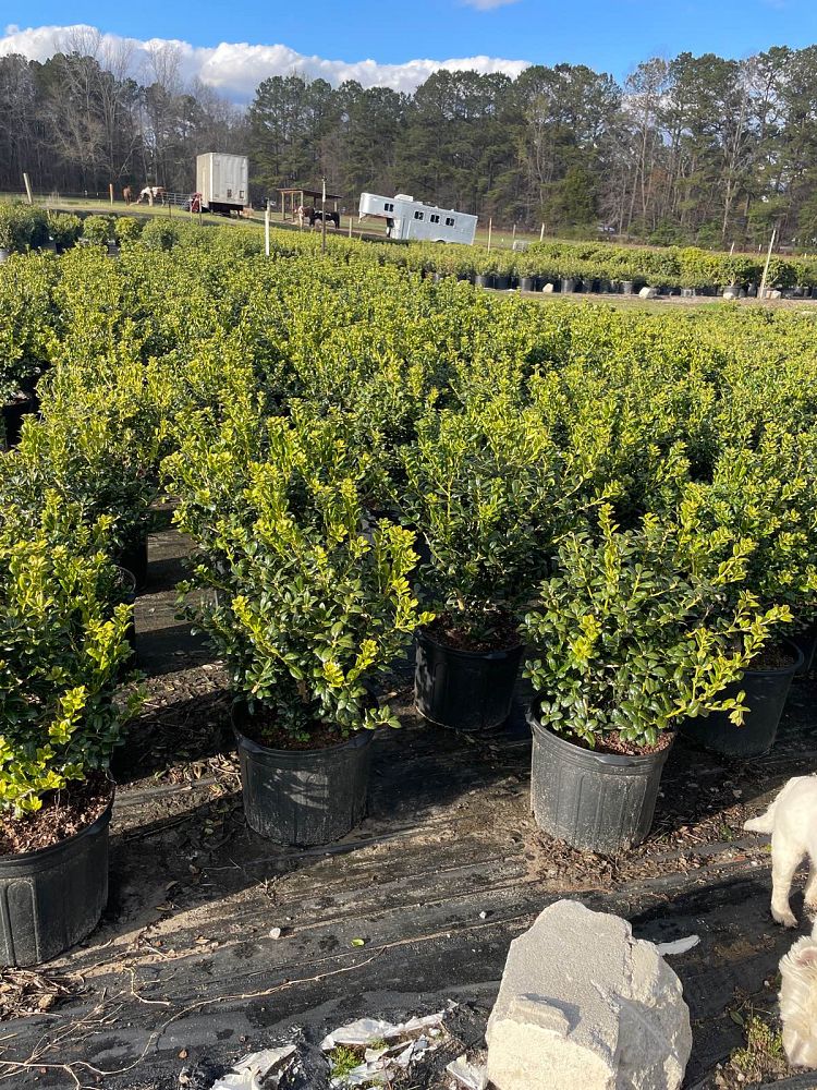 ilex-cornuta-burfordii-nana-chinese-holly-dwarf-burford-holly