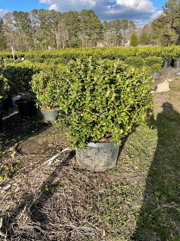 ilex-cornuta-burfordii-nana-chinese-holly-dwarf-burford-holly