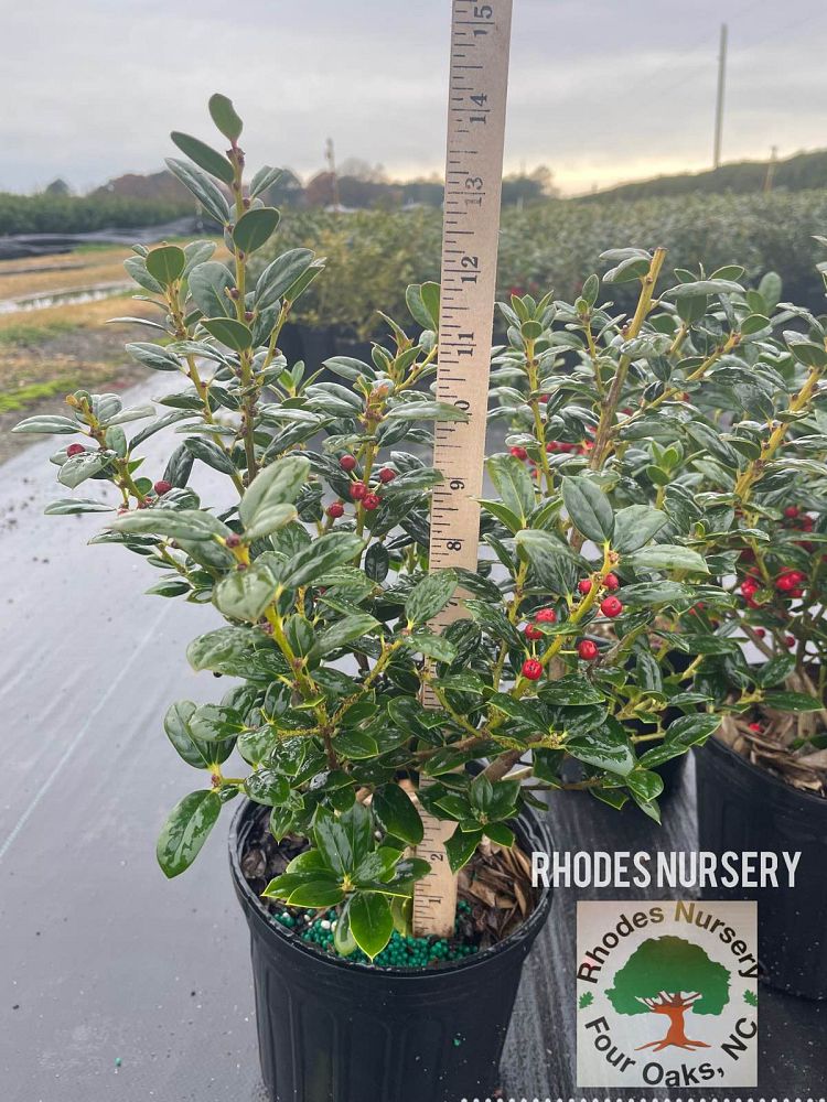 ilex-cornuta-burfordii-nana-chinese-holly-dwarf-burford-holly