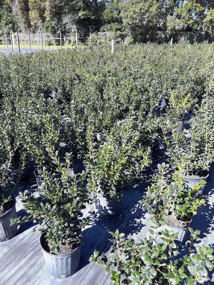 ilex-cornuta-burfordii-nana-chinese-holly-dwarf-burford-holly