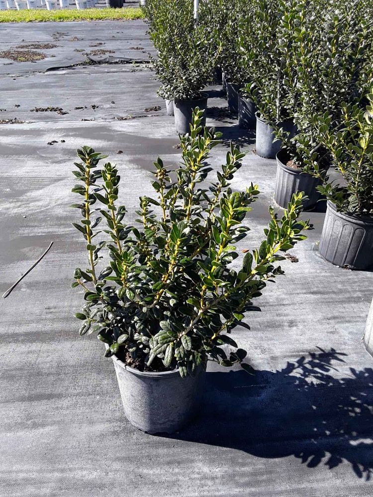 ilex-cornuta-burfordii-nana-chinese-holly-dwarf-burford-holly