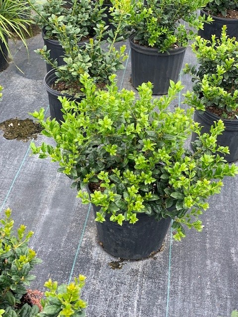 ilex-cornuta-burfordii-nana-chinese-holly-dwarf-burford-holly