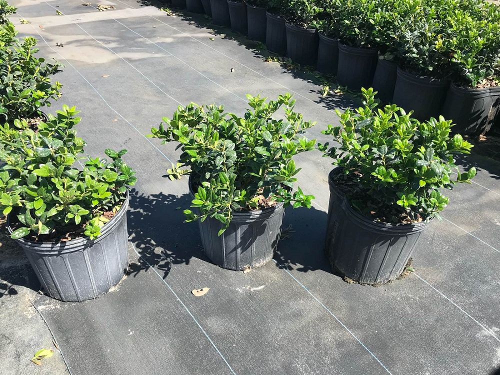 ilex-cornuta-burfordii-nana-chinese-holly-dwarf-burford-holly
