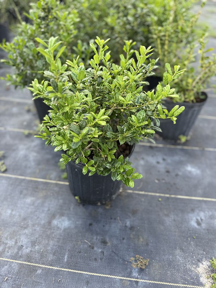 ilex-cornuta-burfordii-nana-chinese-holly-dwarf-burford-holly