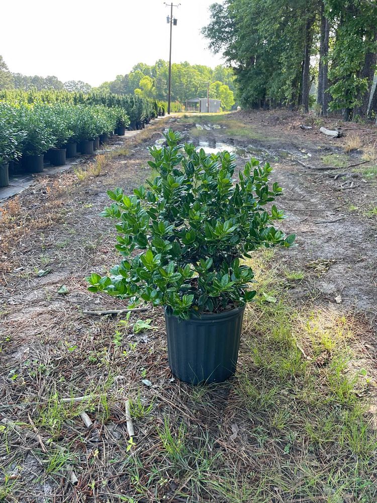 ilex-cornuta-burfordii-nana-chinese-holly-dwarf-burford-holly