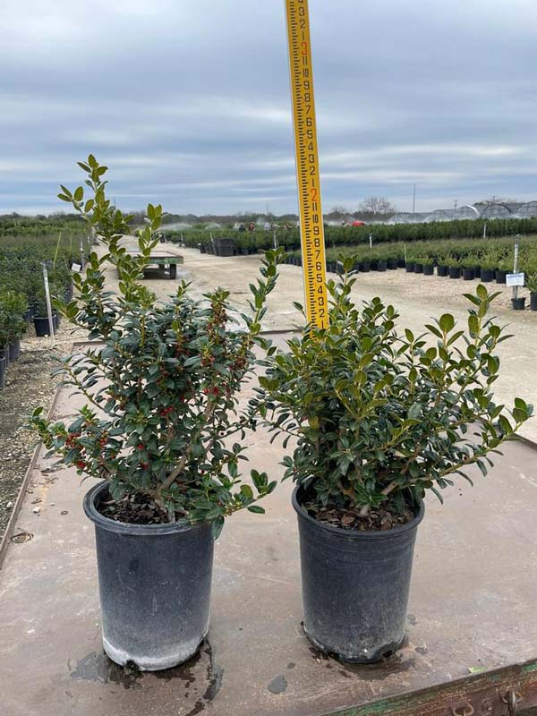 ilex-cornuta-burfordii-nana-chinese-holly-dwarf-burford-holly