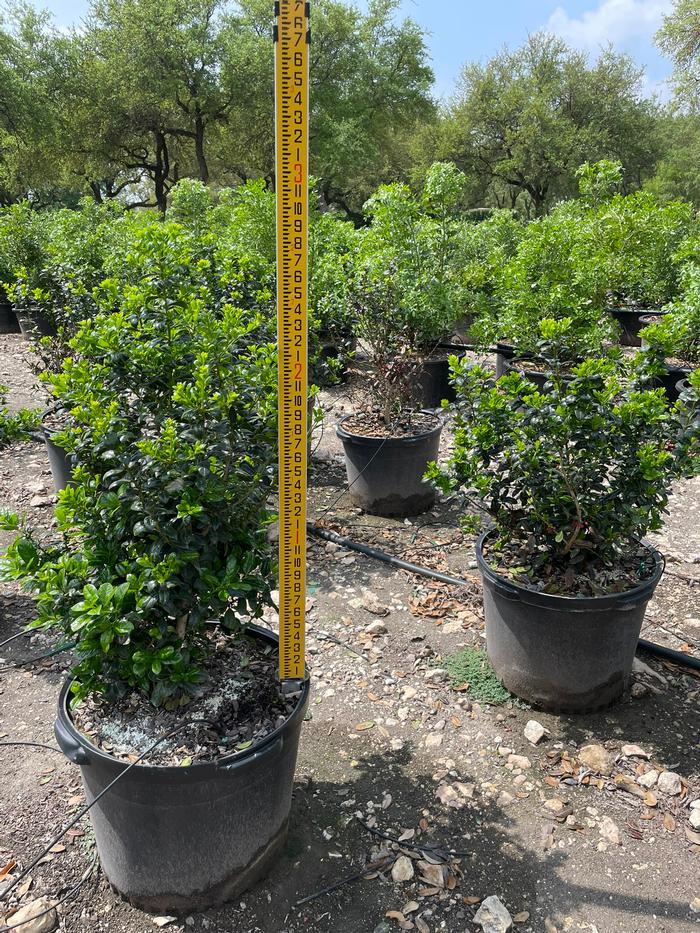 ilex-cornuta-burfordii-nana-chinese-holly-dwarf-burford-holly
