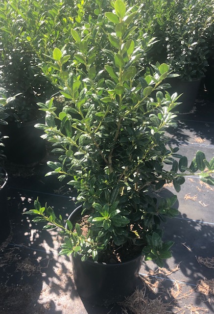 ilex-cornuta-burfordii-nana-chinese-holly-dwarf-burford-holly