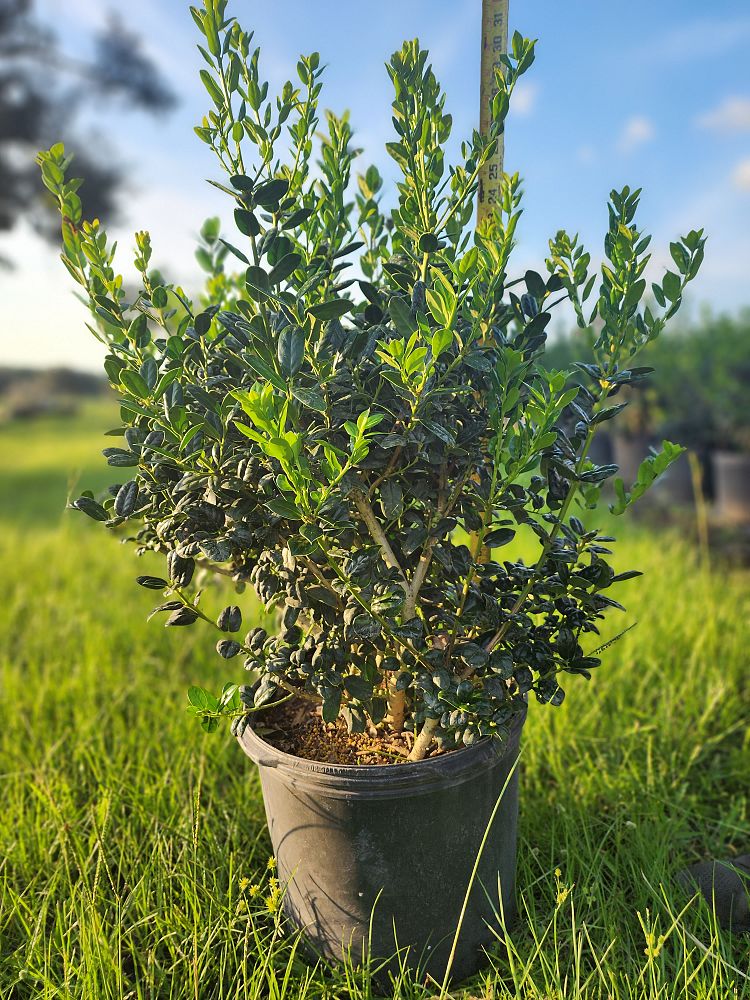 ilex-cornuta-burfordii-nana-chinese-holly-dwarf-burford-holly