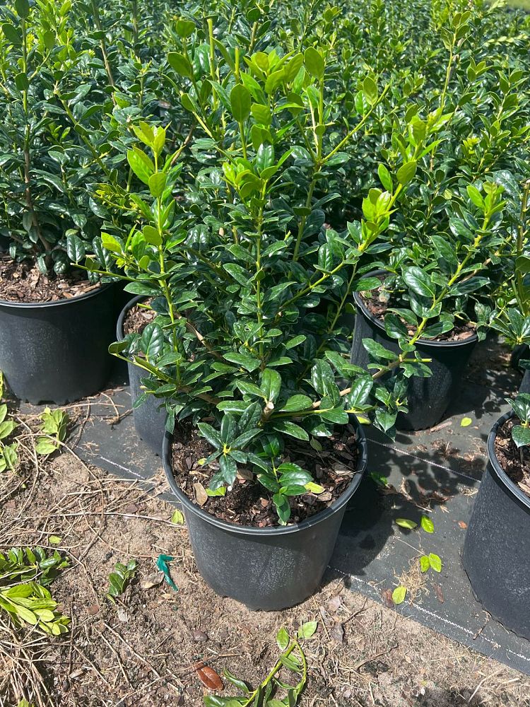 ilex-cornuta-burfordii-nana-chinese-holly-dwarf-burford-holly