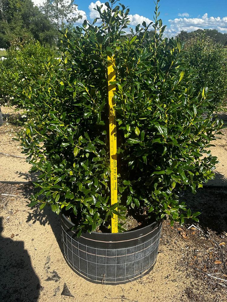 ilex-cornuta-burfordii-nana-chinese-holly-dwarf-burford-holly