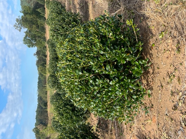 ilex-cornuta-burfordii-nana-chinese-holly-dwarf-burford-holly