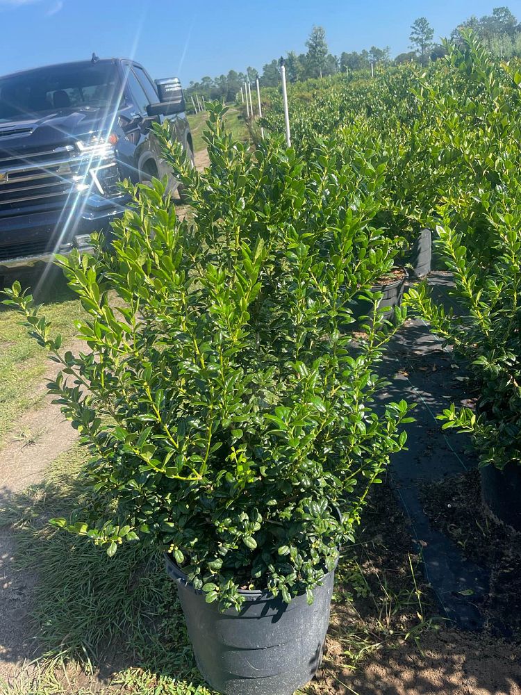 ilex-cornuta-burfordii-nana-chinese-holly-dwarf-burford-holly