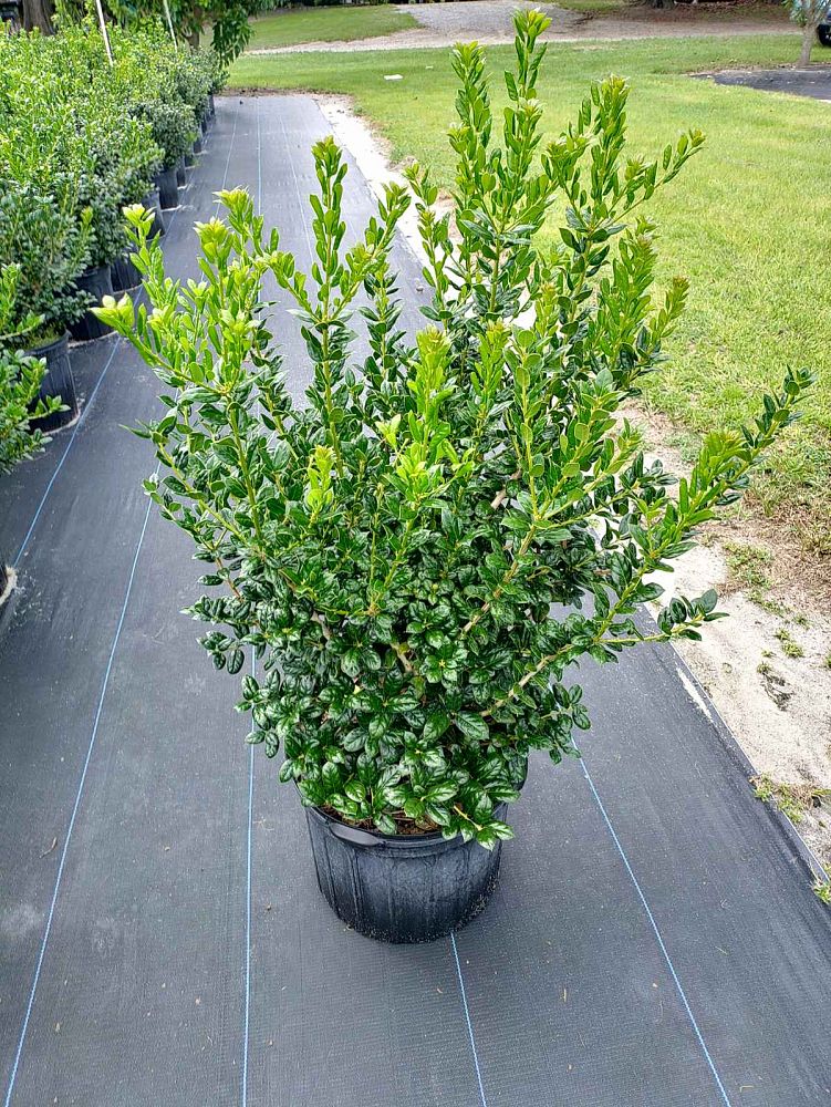 ilex-cornuta-burfordii-nana-chinese-holly-dwarf-burford-holly