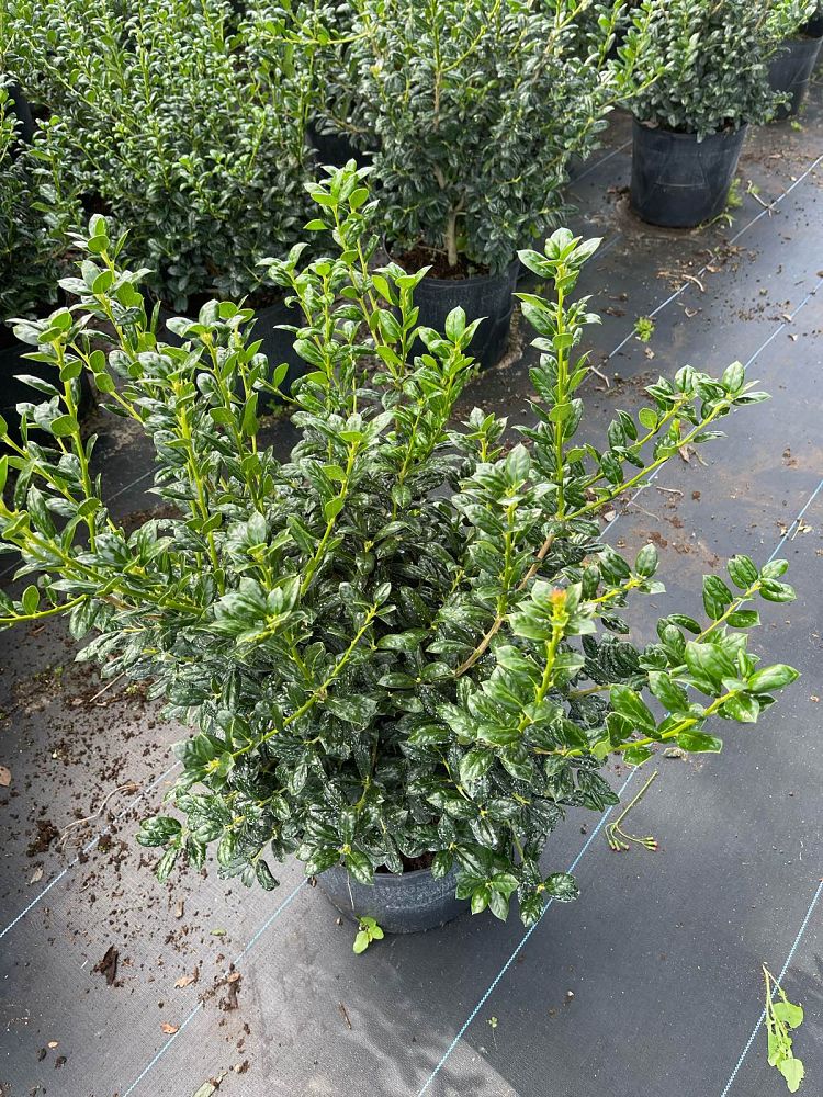 ilex-cornuta-burfordii-nana-chinese-holly-dwarf-burford-holly
