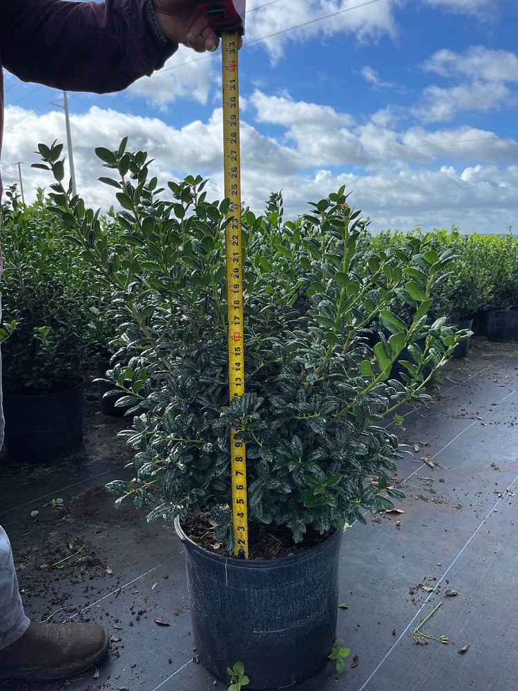 ilex-cornuta-burfordii-nana-chinese-holly-dwarf-burford-holly