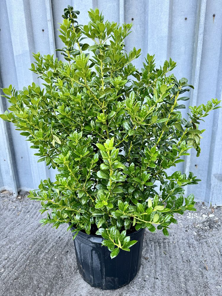 ilex-cornuta-burfordii-nana-chinese-holly-dwarf-burford-holly