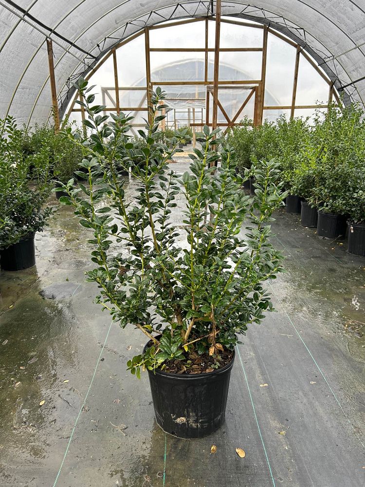 ilex-cornuta-burfordii-nana-chinese-holly-dwarf-burford-holly