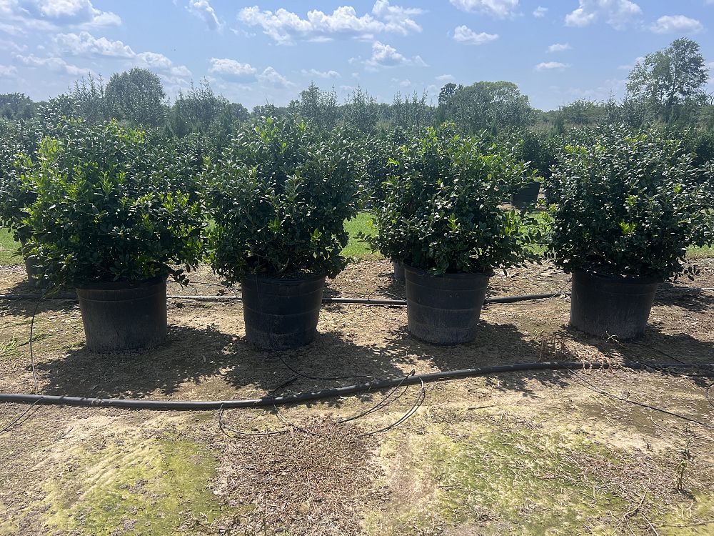 ilex-cornuta-burfordii-nana-chinese-holly-dwarf-burford-holly