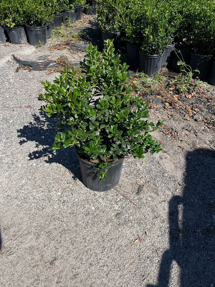 ilex-cornuta-burfordii-nana-chinese-holly-dwarf-burford-holly