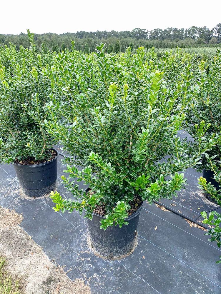 ilex-cornuta-burfordii-nana-chinese-holly-dwarf-burford-holly