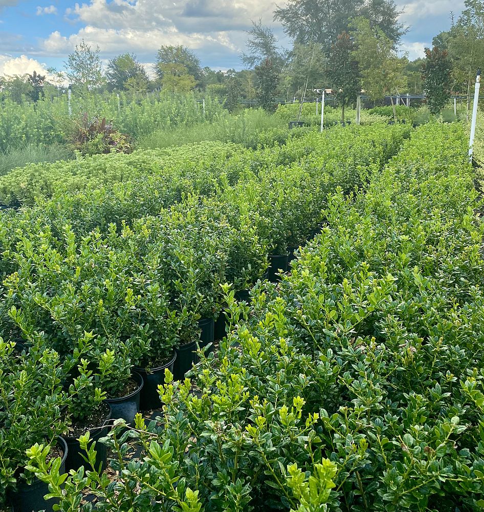 ilex-cornuta-burfordii-nana-chinese-holly-dwarf-burford-holly